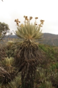 Native cactus. The leaves can be used for cleaning purposes as well as brewing stoke tea.