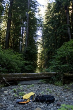Redwoods camp spot